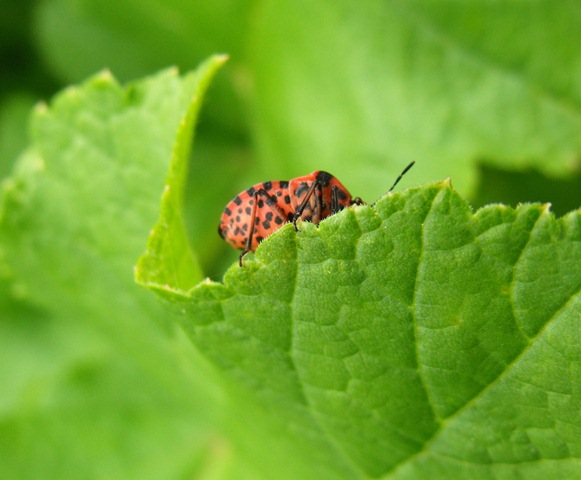 Graphosoma italicum?